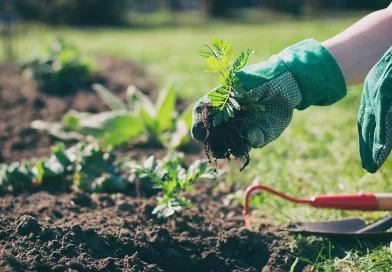 The Impact of Climate Change on Gardening